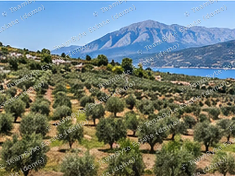 Olive grove with sea view