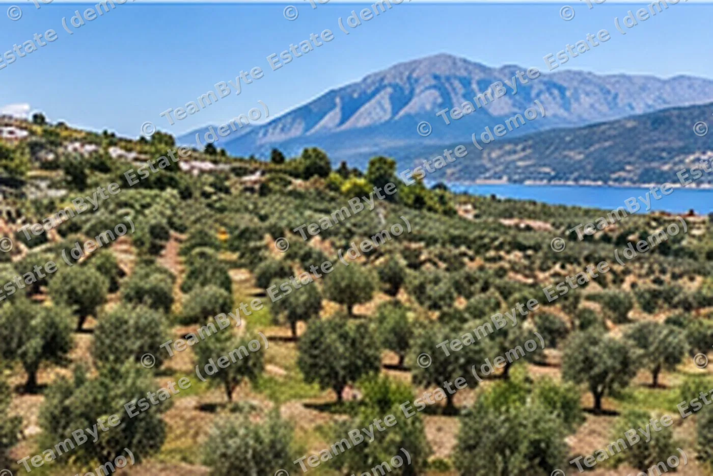 Olive grove with sea view – 1